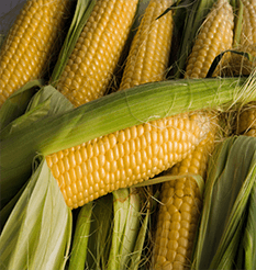 Summer corn-on-the-cob from Keil's Produce and Greenhouse in Swanton, Ohio