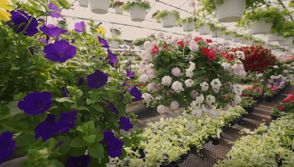 Greenhouse filled with flower baskets, plants, perenniels, garden vegetable plants at Keil's Produce and Greenhouse