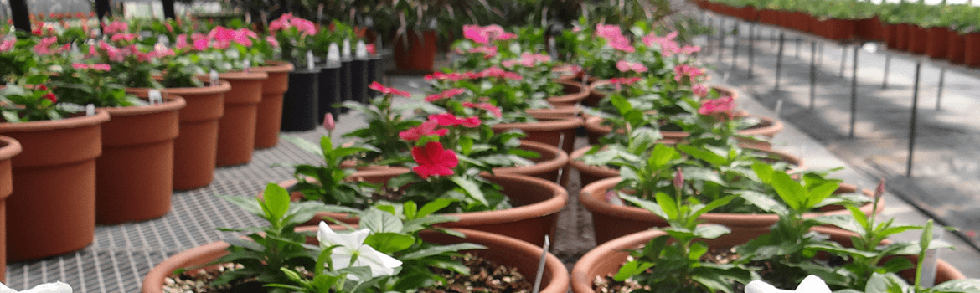 impatiens annual flowers from Keil's Produce and Greenhouse in Swanton Ohio