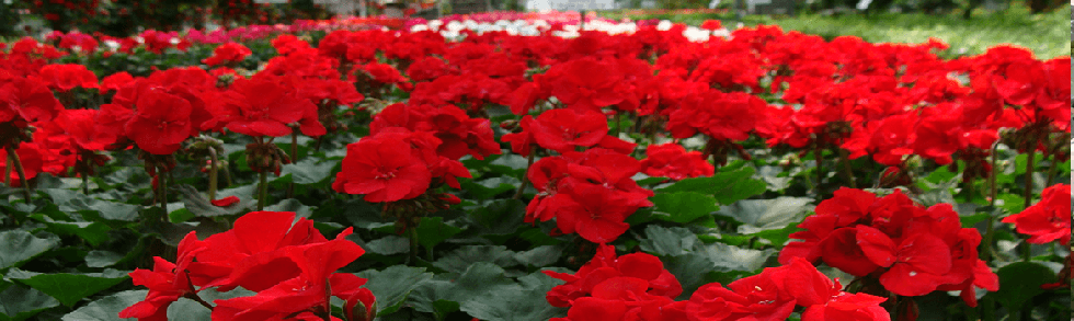 red geranium annual flowers in containers from Keil's Produce and Greenhouse in Swanton Ohio