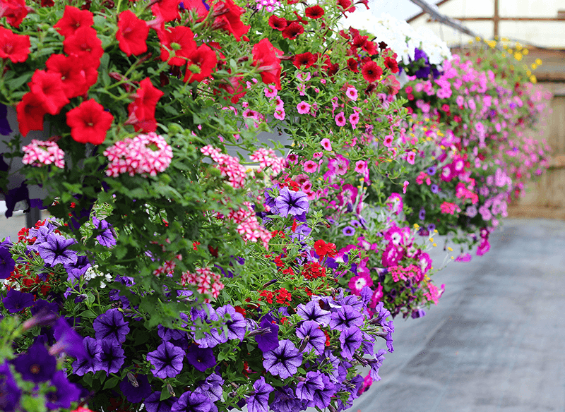 The best flower baskets you'll find anywhere in Ohio, Michigan and Indiana at Keil's Produce and Greenhouse, just west of Toledo, Ohio.