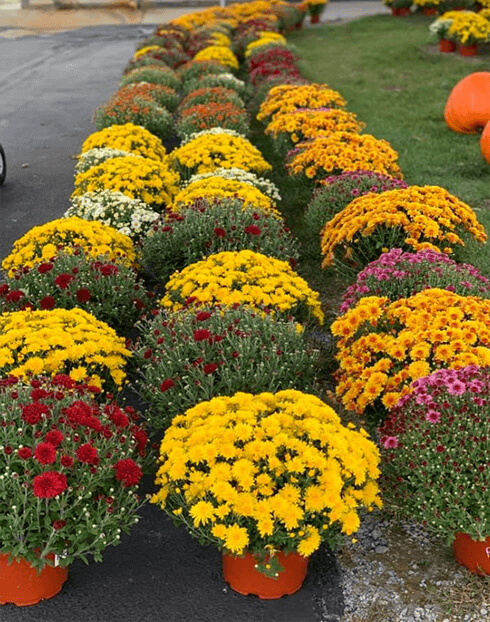 Fall mums in multi-colors available at Keil's Produce and Greenhouse in Swanton