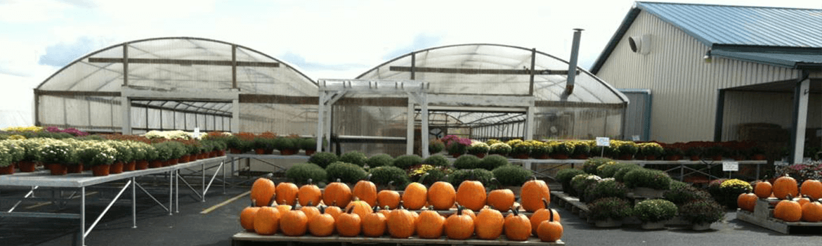 All sizes of pumpkins and the beautiful array of quality mums available from Keil's Produce and Greenhouse in Swanton Ohio