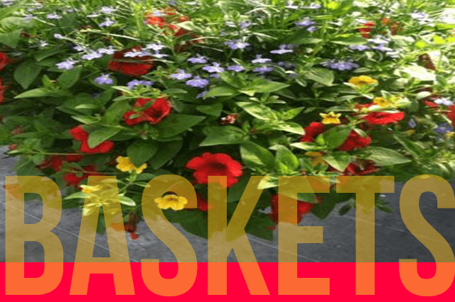 keils_produce_and_greenhouse_annual_flower_baskets.html