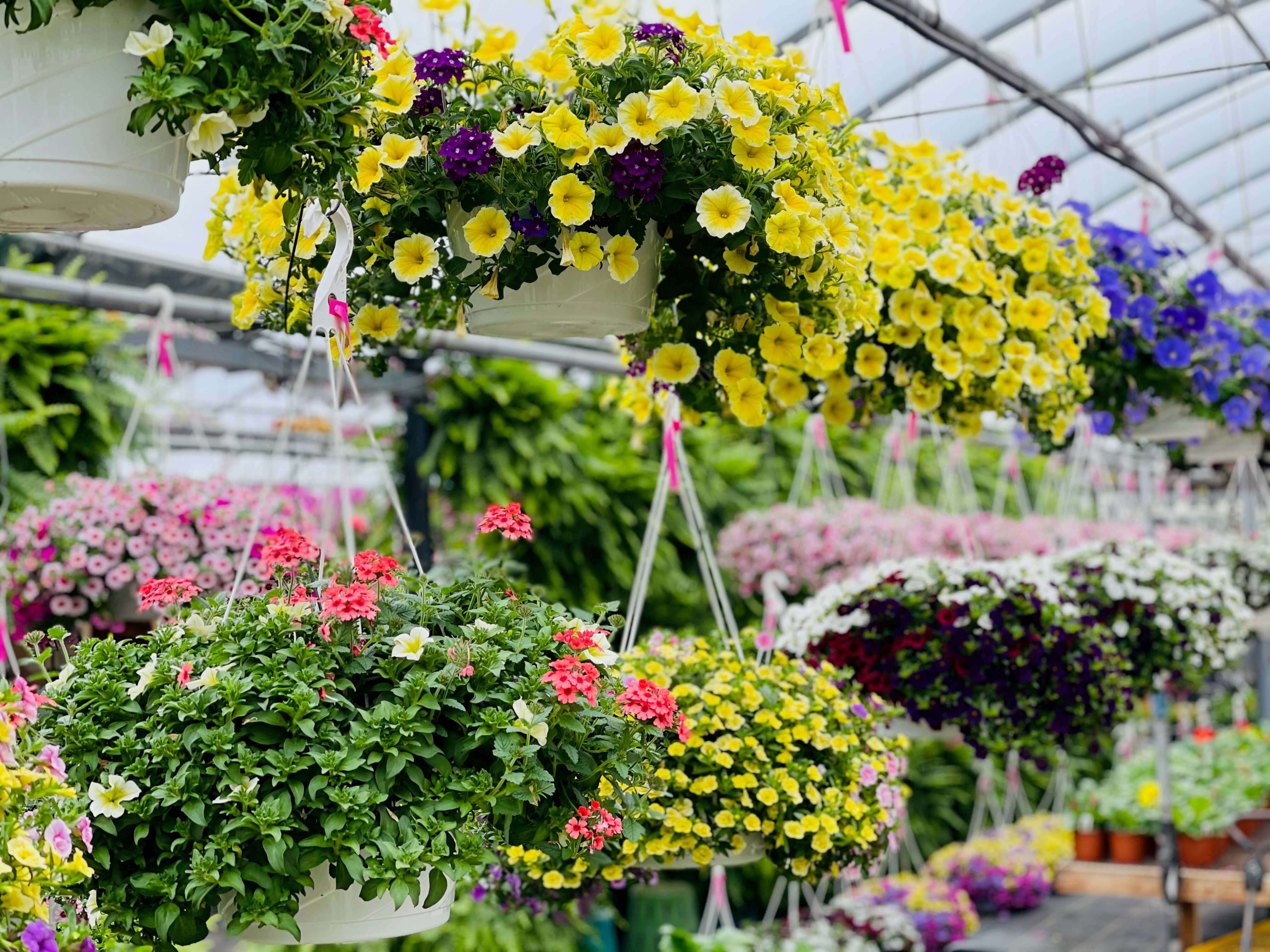 Beautiful large flower baskets in the greenhouse at Keil's Produce and Greenhouse, Swanton, OH.