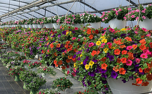 The variety of super big flower baskets available at Keil's Produce and Greenhouse in Swanton, Ohio.