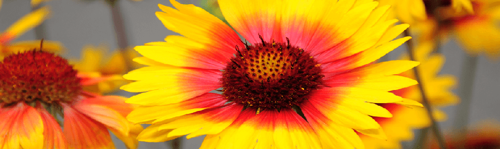 Gaillardia Mesa bi-color perennial flowers from Keil's Produce and Greenhouse in Swanton Ohio