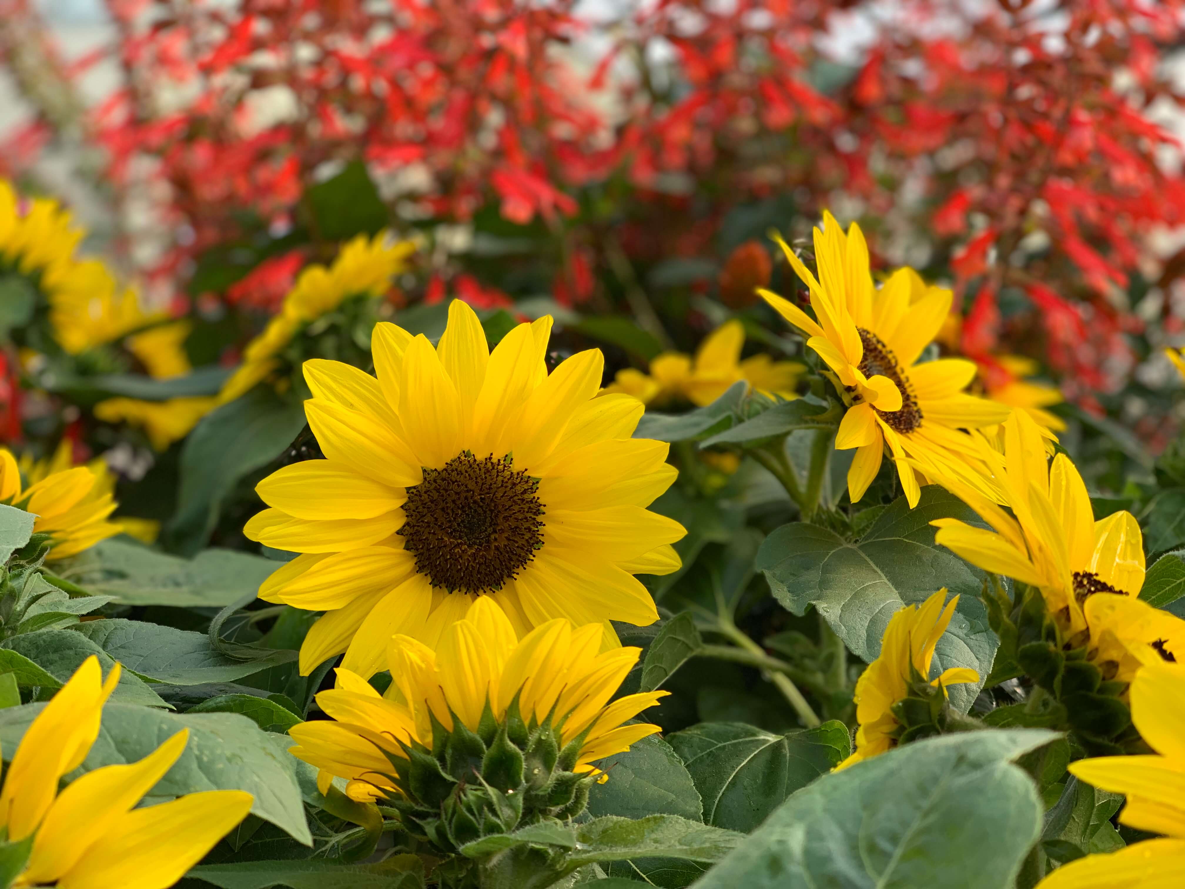 Hirzel Flowers Toledo Ohio / Warm Tidings Arreglos De Navidad Arreglos