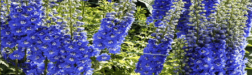 Delphinium Blue Butterfly perennial flowers from Keil's Produce and Greenhouse in Swanton Ohio