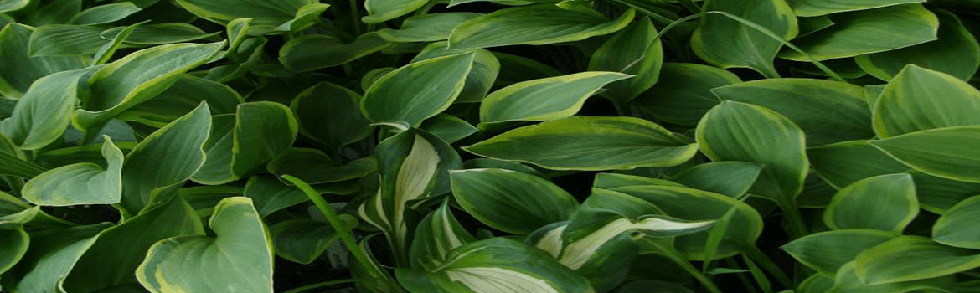 variety of hosta perennial plants from Keil's Produce and Greenhouse in Swanton Ohio