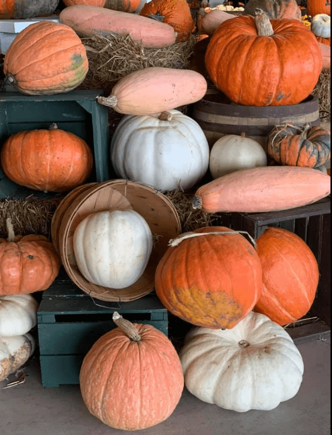 Multi colored, white pumpkins at Keil's Produce near Toledo OH