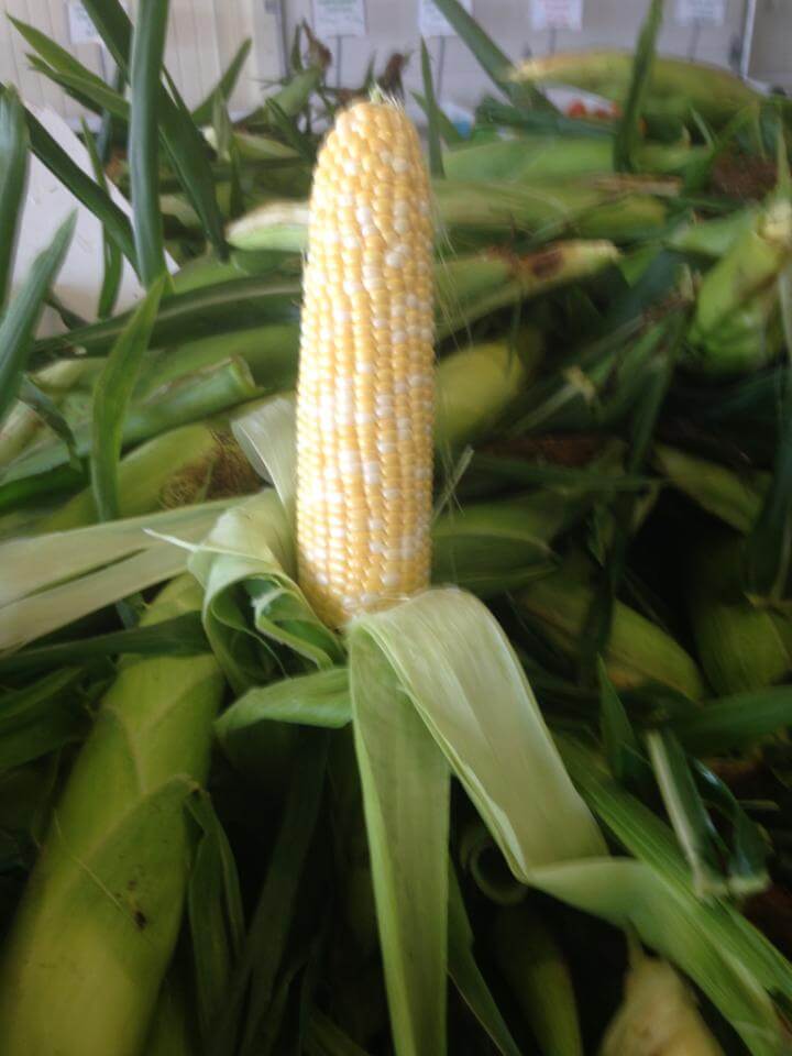 Sweet surprise sweet corn available during summer and early fall at Keil's Produce and Greenhouse, near Toledo OH.