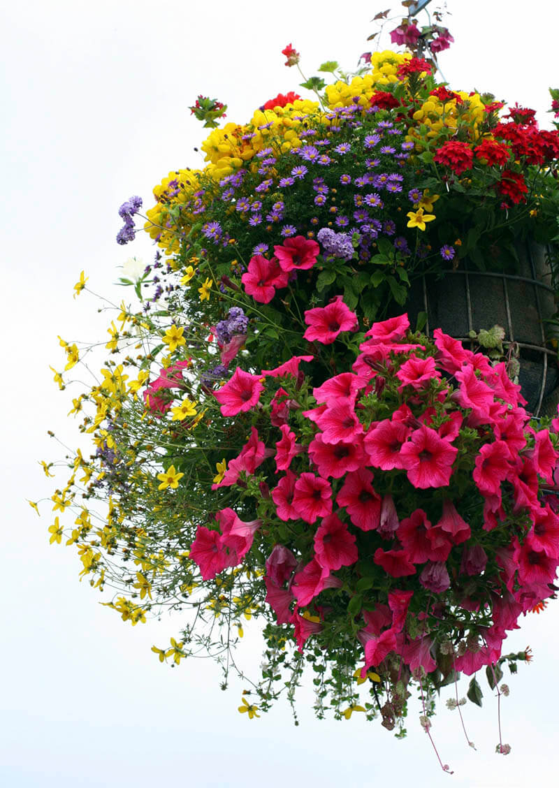 Giant annual mixed flower basket from Keil's Produce and Greenhouse in Swanton, Ohio