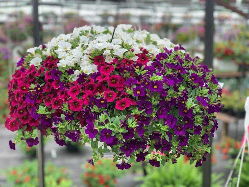 Keil's Produce and Greenhouse, large hanging flower baskets. Best flower baskets in Ohio.