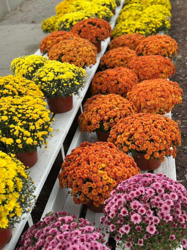 Fall mums available at Keil's Produce and Greenhouse ion Swanton