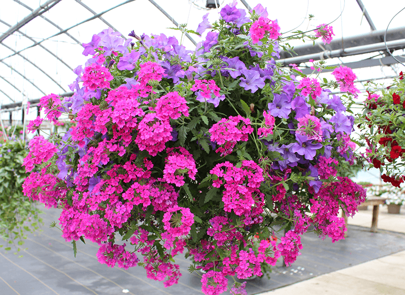 Spring Flower Baskets