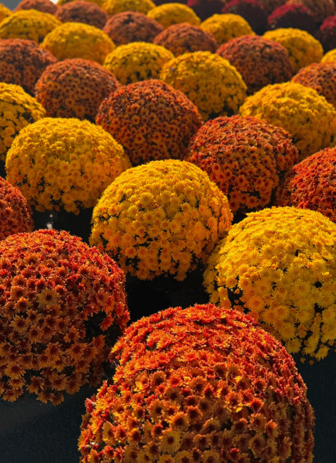 Beautiful colors of fall mums available now at Keil's Produce and Greenhouse in Swanton OH