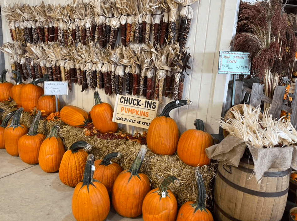 Indian corn and pumpkins for fall home decorationg at Keil's Produce and Greenhouse, Swanton