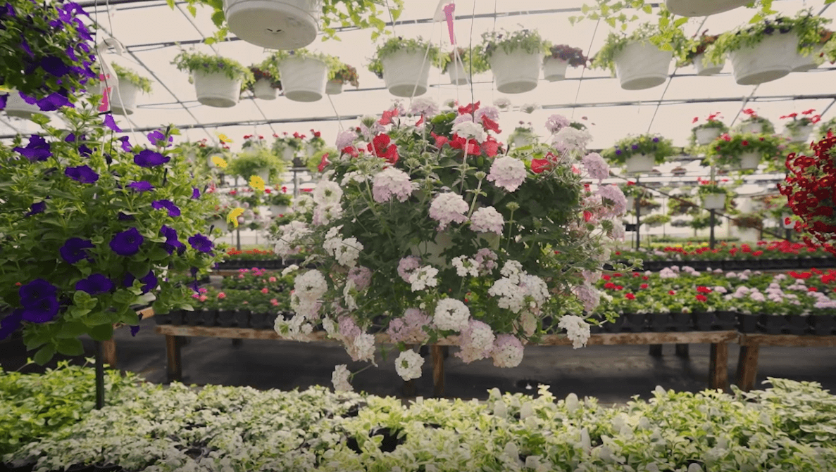 Inside the greenhouses at Keil's Produce and Greenhouse in Swanton, OH