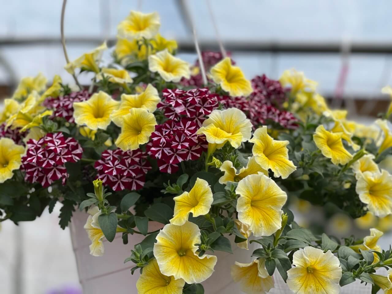 Beautiful flower basket at Keil's Produce and Greenhouse in Swanton, Ohio.