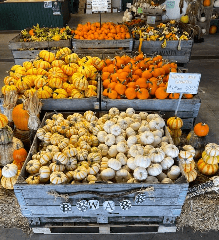 Mini pumpkins for home decorating this Fall from Keil's Produce and Greenhouse in Swanton.