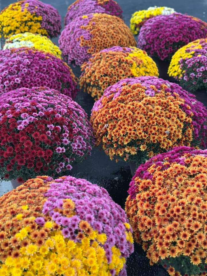 Buy mums for planting or decorating. All sizes and colors available at Keil's Produce and Greenhouse in Swanton, OH.