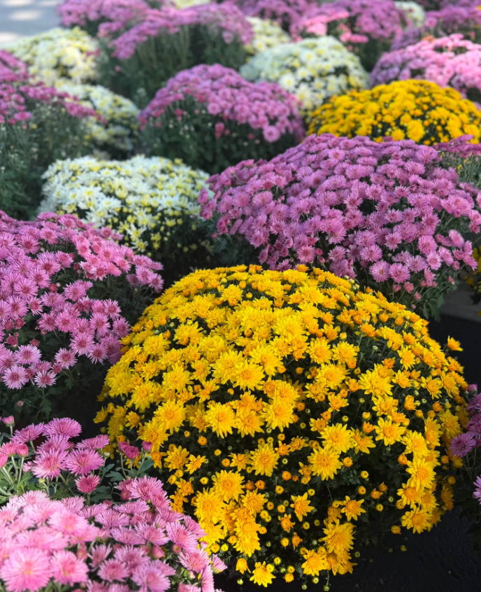 Mums to decorate your porch or front door from Keil's Produce and Greenhouse.