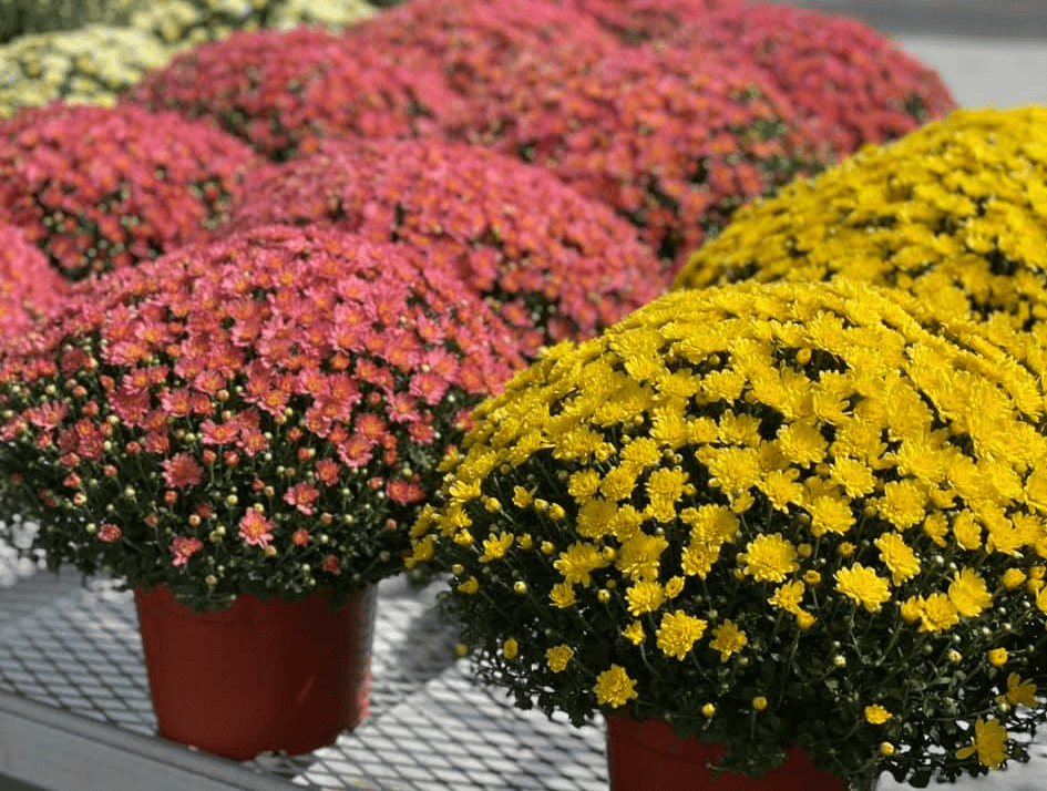 Buy mums for planting or decorating. All sizes and colors available at Keil's Produce and Greenhouse in Swanton, OH.
