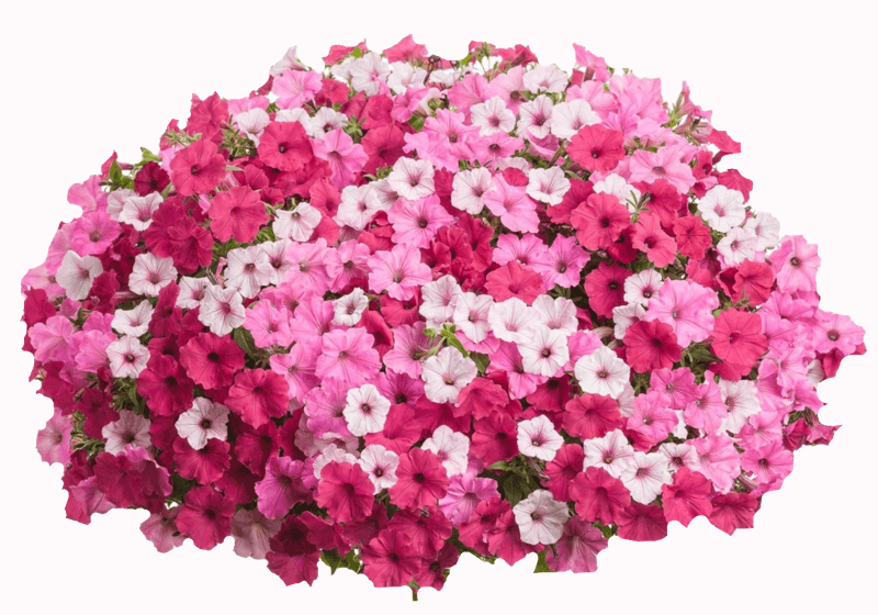Large pink multi-colored flower basket from Keil's Produce and Greenhouse in Swanton.