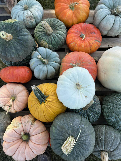 Multi colored, specialty pumpkins at Keil's Produce and Greenhouse